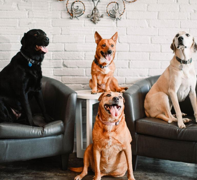 Dog Park